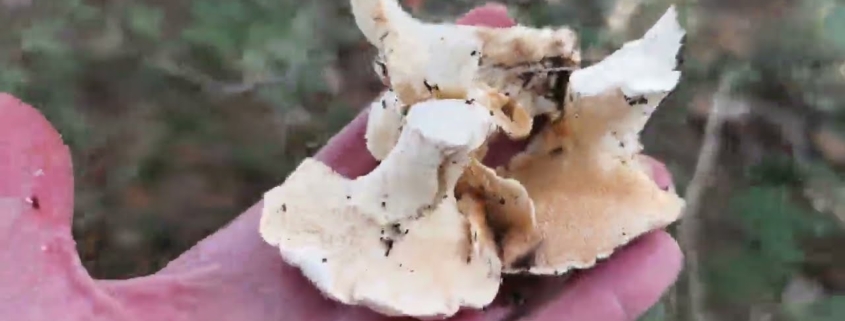 Seta lengua de vaca
