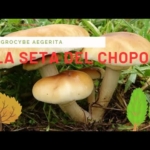 Setas de chopos